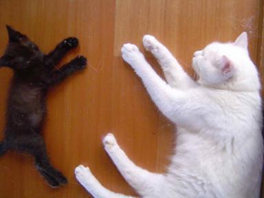 雪子とにゃん太