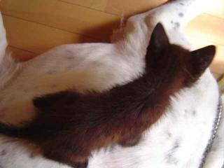 モー＆仔猫２
