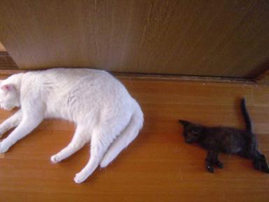 雪子＆仔猫２