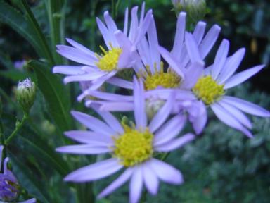 彼岸の花２