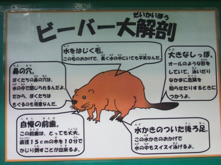 びーばー2