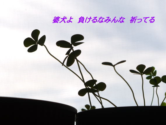 828a3.jpg