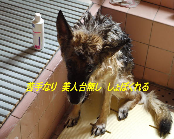 829a8.jpg