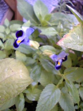 torenia2