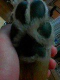 ピュン足