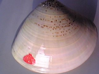 貝殻ー７０７３０