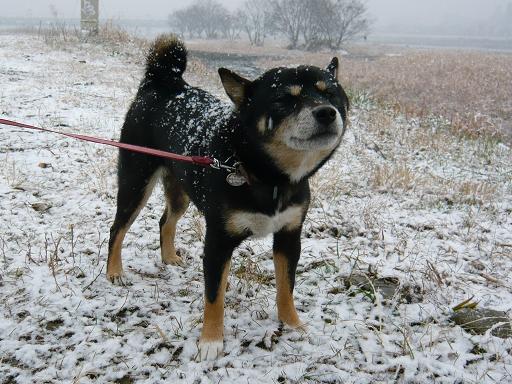 雪の匂いを嗅ぐ？凛子さん