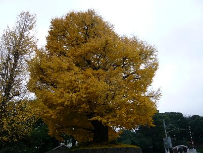 イチョウ