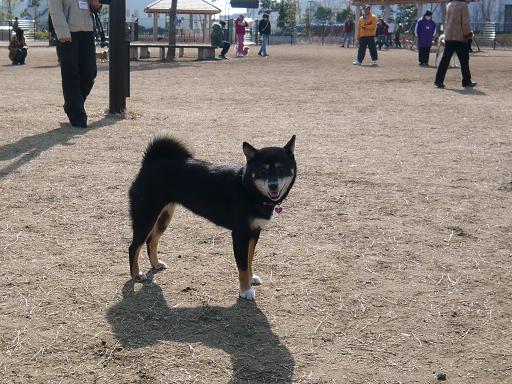 久々のドッグラン