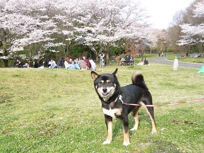 桜をバックに。。。