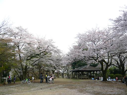 桜ヶ丘公園の桜