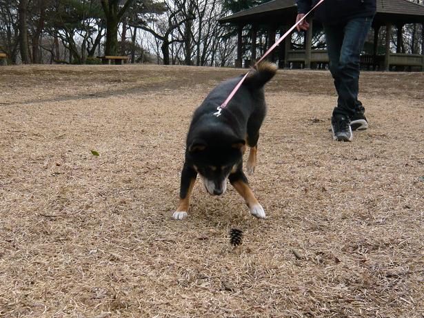 マツボックリに夢中