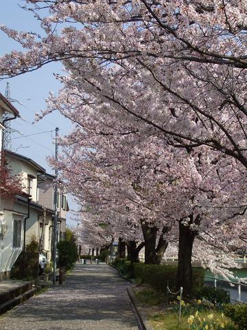 2010sakura