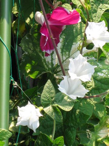 白いアサガオ２０１０.JPG