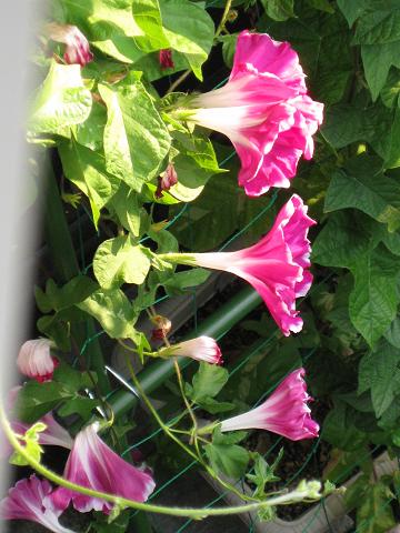 二階ベランダからズームアサガオ2010.JPG