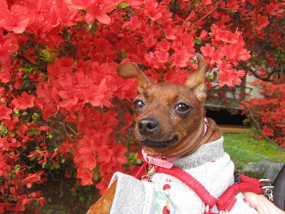 つつじと麦さん