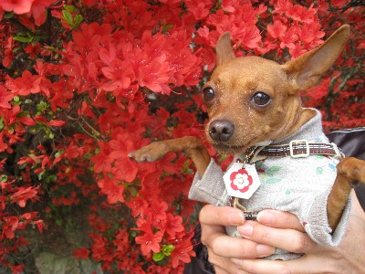 つつじとれもん