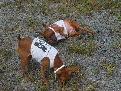 ｺﾞﾛｺﾞﾛ１