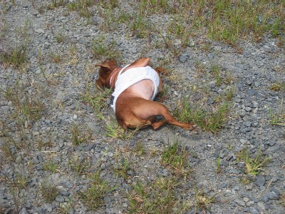 ｺﾞﾛｺﾞﾛ２