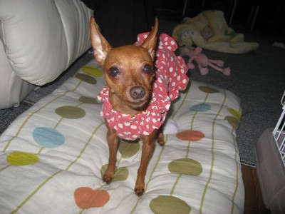 赤ドットれもん