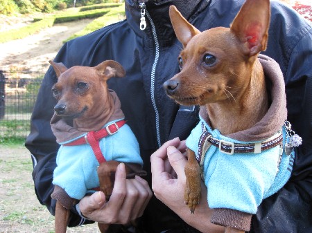 むぎれもん嵐山ドッグラン