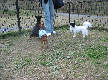 れもんミント君＆エブリちゃん