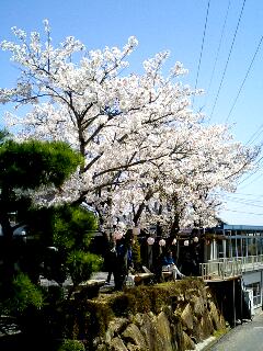 弘楽園-桜満開