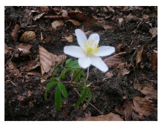 可憐な野の花.jpg