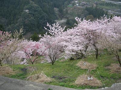 山間のさくら