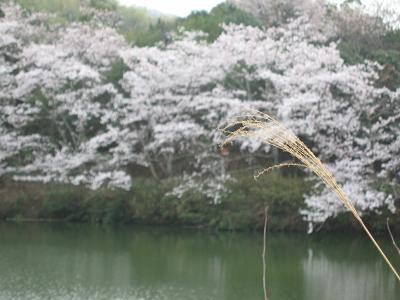 花曇の中で.JPG