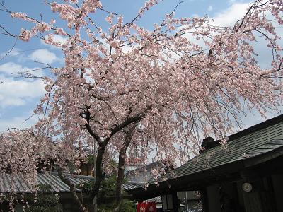 しだれ桜