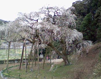 樹齢1300年の桜-7