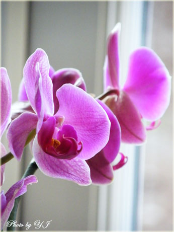 orchid