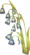 bluebell-logo