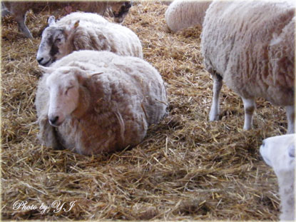 sheepmums