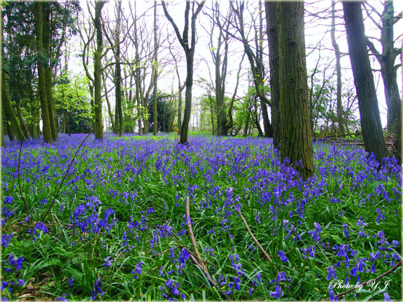 bluebell-woodl1