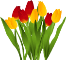kiro-aka-tulips