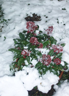 スキミアと雪