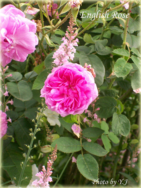 pink-old-rose