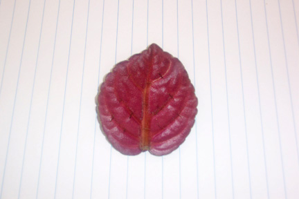 baiyou-leaf