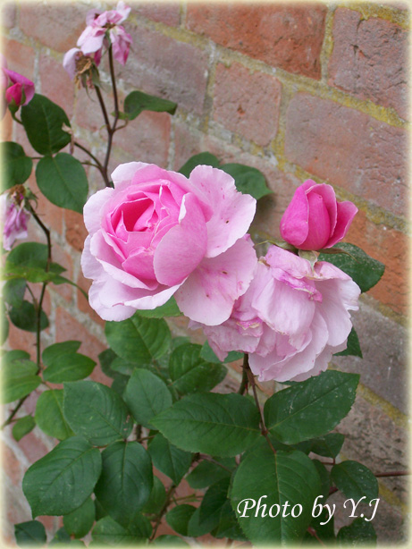pink-rose2
