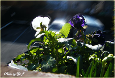 pansy2