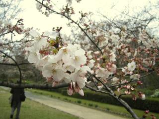 桜