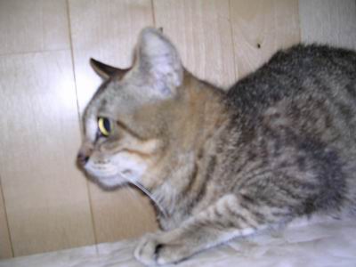 ぽーちゃん