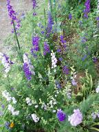 060622_庭のデルフィニウム_299