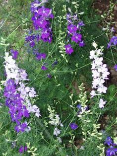 060622_庭のデルフィニウム_300s70s70