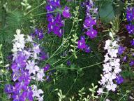 060622_庭のデルフィニウム_301s30