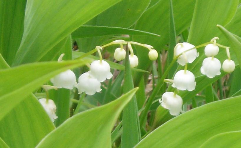 信州・入笠山のすずらん（大）