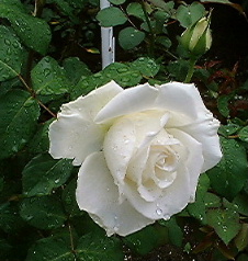 ６月の白薔薇（雨天）