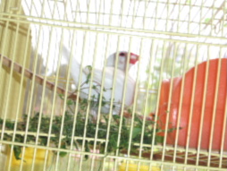 050821upハコベ♪